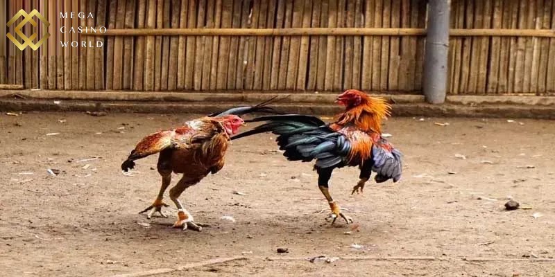 Đá gà cựa sắt là hình thức cá cược chiến kê hấp dẫn